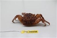 藏品(中型東方蟹)的圖片